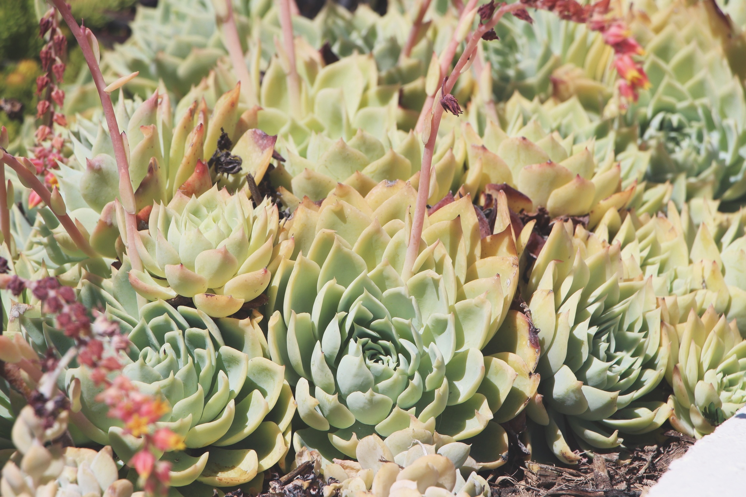 Succulents at the Hotel Del Coronado via Needles + Leaves